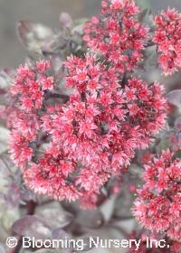 Sedum 'Lynda Windsor'